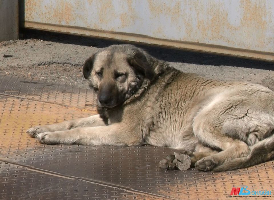 Место массового захоронения собак обнаружили под Волгоградом